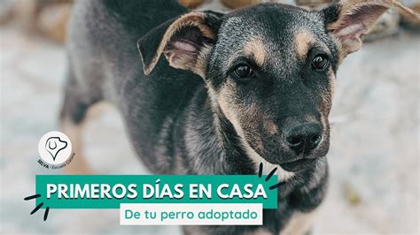 regalo loro por no poder atender|Oferta irresistible: Loro en adopción busca nuevo。